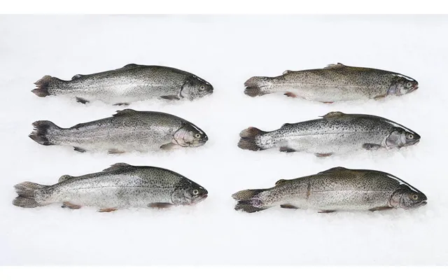 Rainbow Trout Whole - 2 Fish 1-1.50lb Per Fish