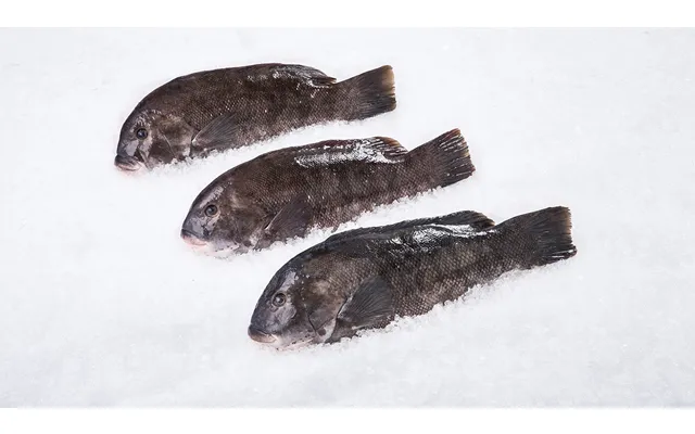 Wild Blackfish Whole 3-4 Lbs Ea