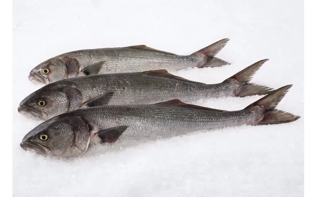 Wild Bluefish Whole 2-3 Lbs Ea