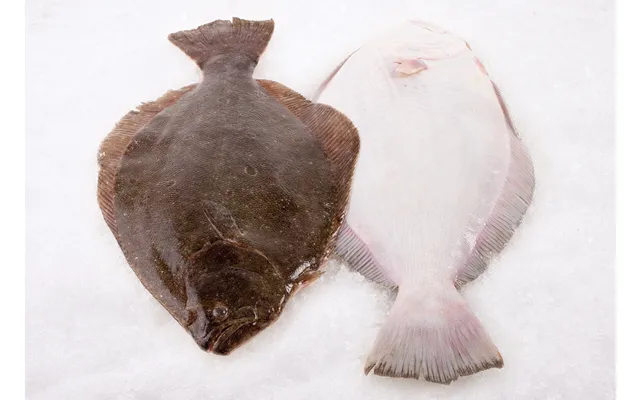 Wild Fluke Whole 2 Lbs Ea