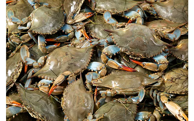 Wild Live Hardshell Crabs Dozen
