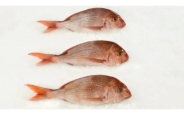 Wild Pink Snapper Whole 2-3 Lbs Ea