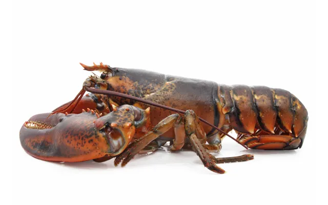 Wild Small Live Lobsters - 2 Lobsters Approx. 1.25 Lbs Per Lobster