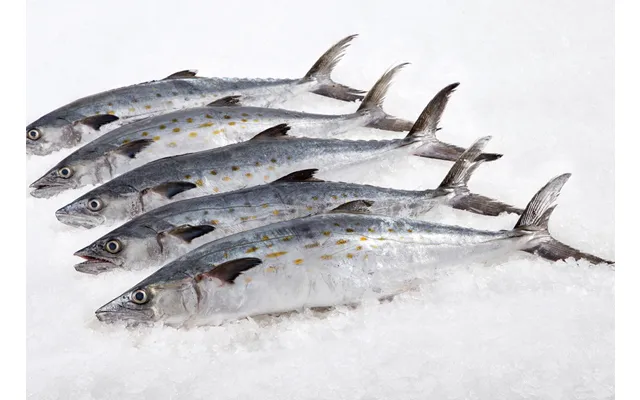 Wild Spanish Mackerel Whole 1.5 Lbs Ea