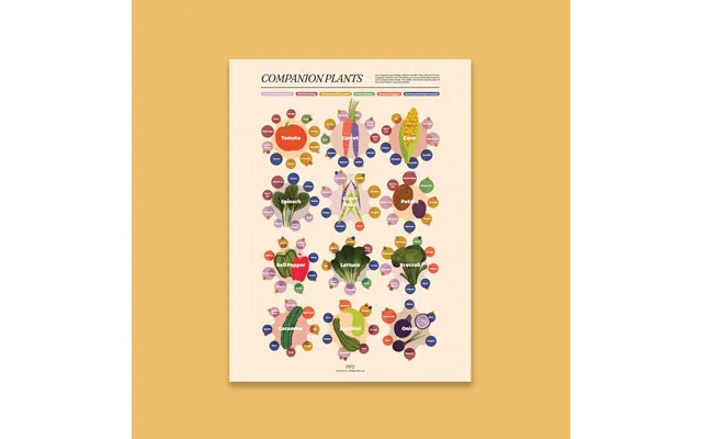 Companion Plants Print - 12x16 Unframed
