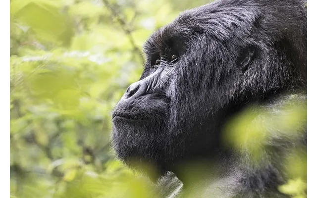 Adventurer Rwanda's Gorilla Tracking