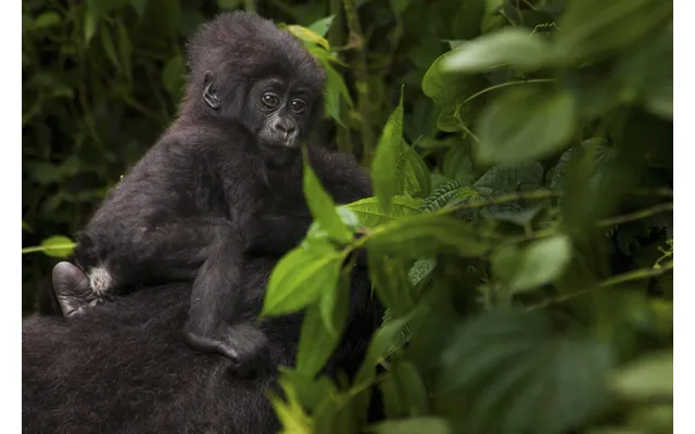 Affordable Rwanda Gorilla Trek