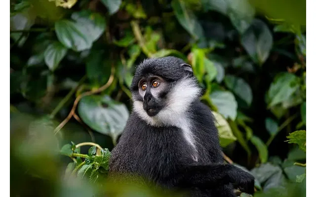 East Africa's Kenya - Tanzania & Uganda & Gorillas Safari