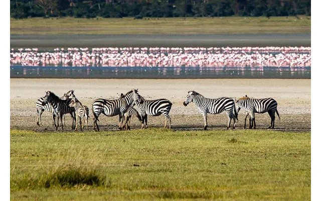 Ultra-luxury Tanzania Safari And Migration