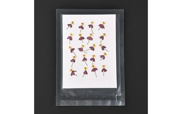 Blood-flower Milkweed Pressed Dried Flowers