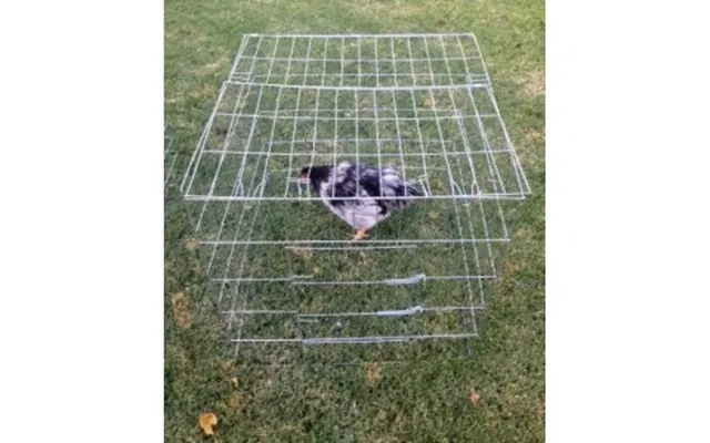 Asi Inc. - Chicken Pen Breeder