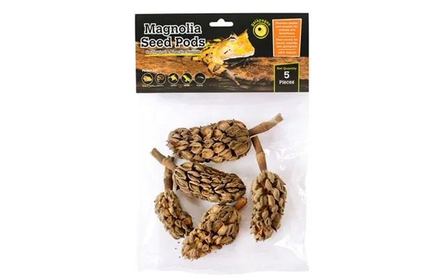 Galapagos - Galapagos Natural Magnolia Seed Pods