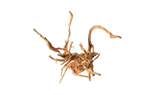 Galapagos, Galapagos Spider Wood Root, Brown, 1 Each 12 In - 24 In