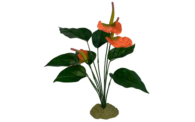Komodo - Komodo Anthurium Bush W Gravel