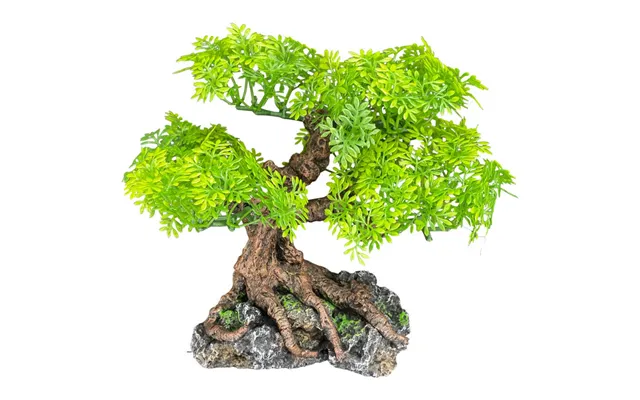 Komodo - Komodo Bonsai Tree