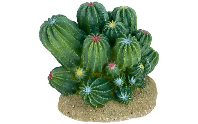 Komodo - Komodo Cactus Plant Barrel