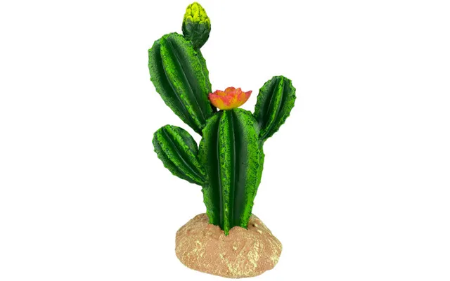 Komodo - Komodo Cactus Plant Flower