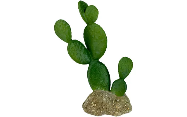 Komodo - Komodo Cactus Plant Prickly Pear