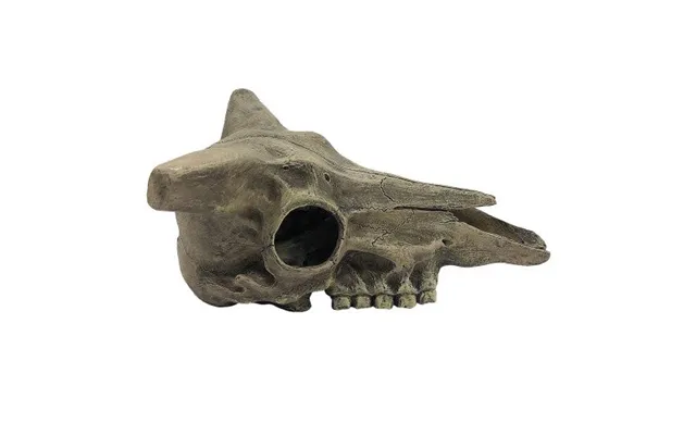 Komodo - Komodo Deer Skull Reptile Hideout