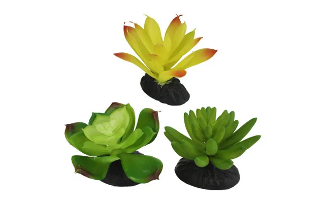 Komodo - Komodo Desert Succulent Plant