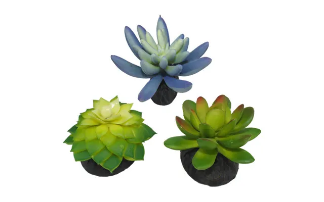 Komodo - Komodo Desert Succulent Plant