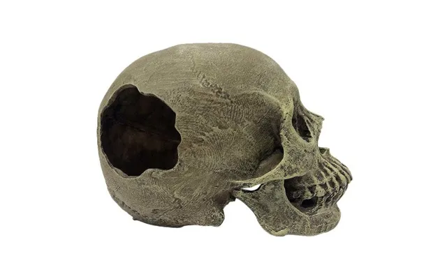Komodo - Komodo Full Human Skull Reptile Hideout