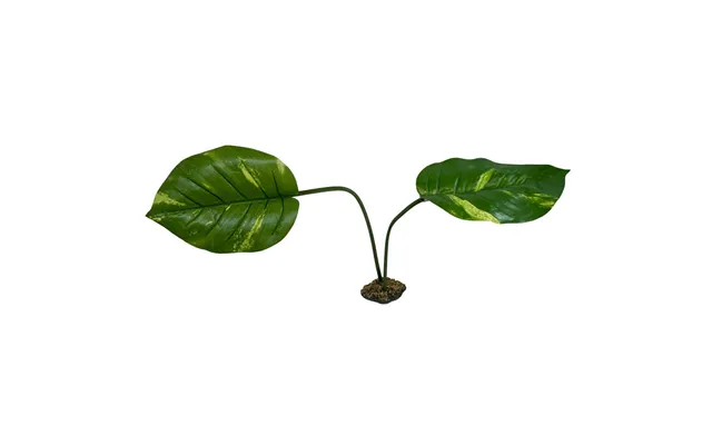 Komodo - Komodo Guiana Plant
