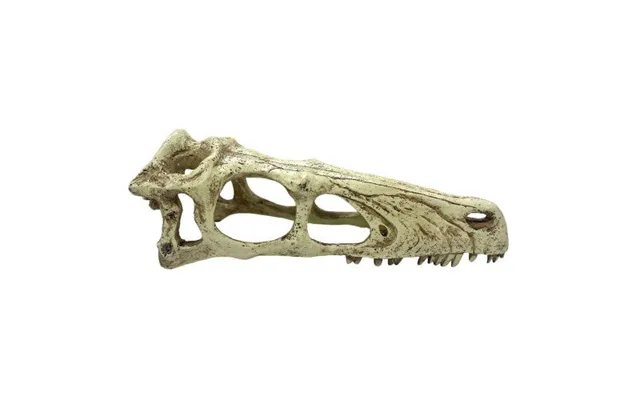 Komodo - Komodo Raptor Skull Reptile Hideout