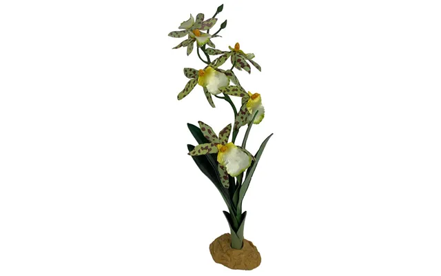 Komodo - Komodo Spider Orchid Plant W Gravel