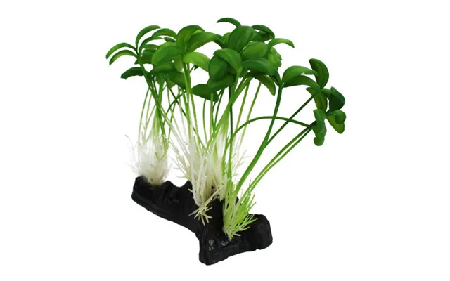 Komodo - Komodo Sprout Plant