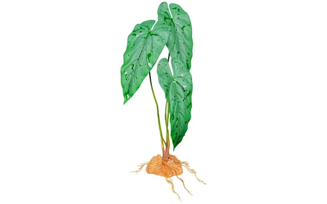 Komodo - Komodo Standing Plant