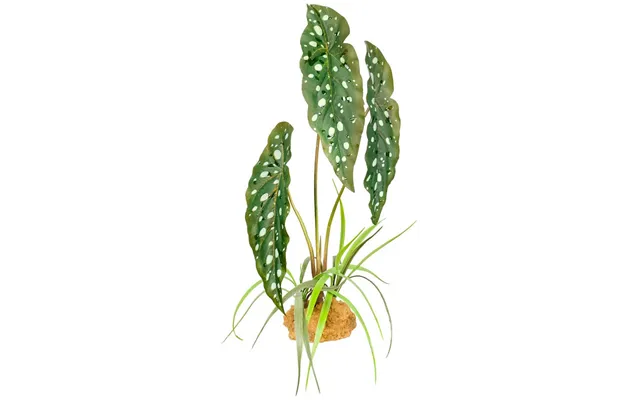 Komodo - Komodo Standing Plant