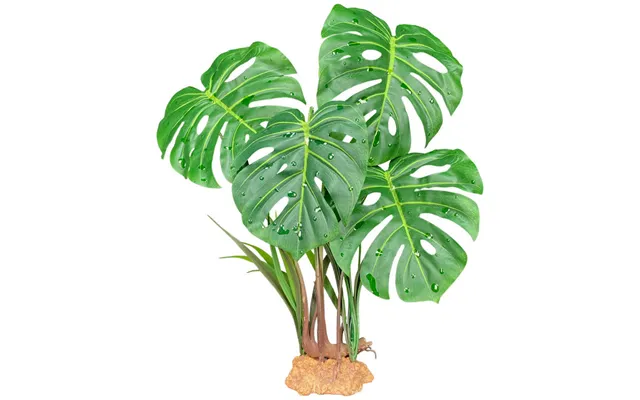 Komodo - Komodo Standing Plant