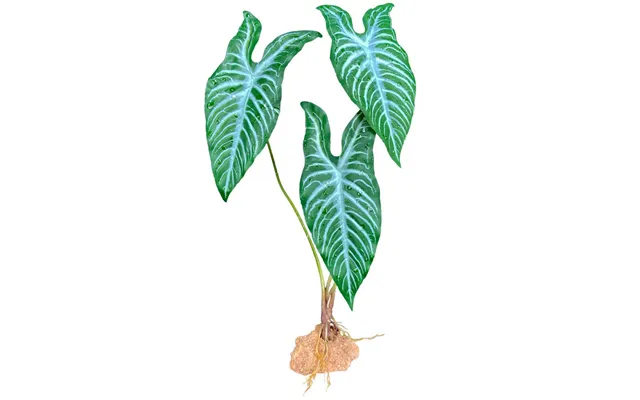 Komodo - Komodo Standing Plant