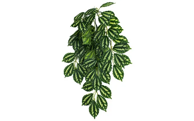 Komodo - Komodo Two-toned Leaf Hanging Plant