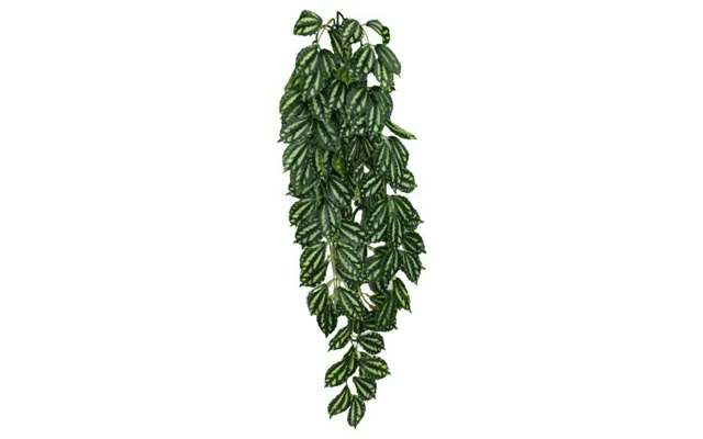 Komodo - Komodo Two-toned Leaf Hanging Plant