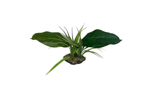 Komodo - Komodo Woodland Canopy Plant