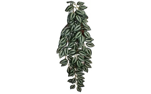 Komodo - Komodo Zebrina Hanging Plant