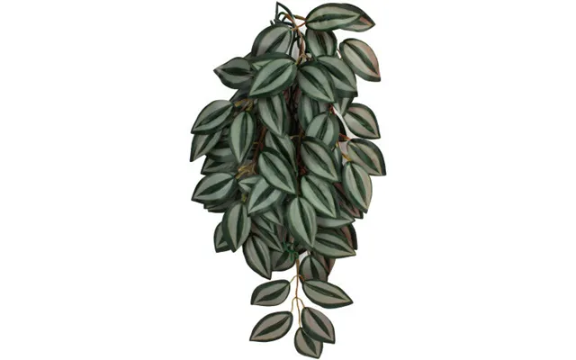 Komodo - Komodo Zebrina Hanging Plant