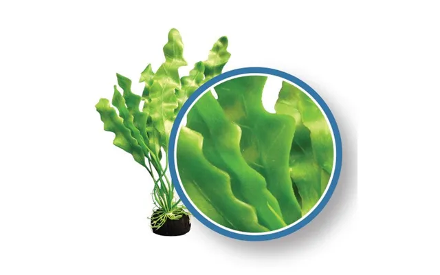 Weco - Weco Products Freshwater Pro Series Amazon Ruffled Sword Aquarium Plant