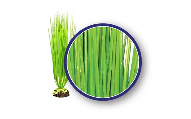 Weco - Weco Products Freshwater Series Asian Hairgrass Aquarium Plant