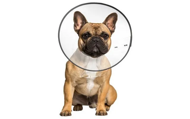 Zenpet - Zenpet E-clear Plastic Recovery Collar