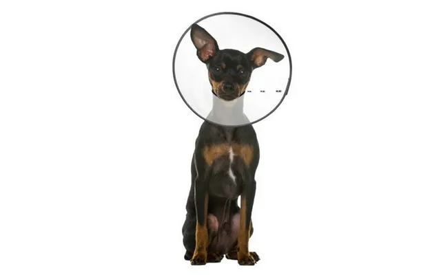 Zenpet - Zenpet E-clear Plastic Recovery Collar