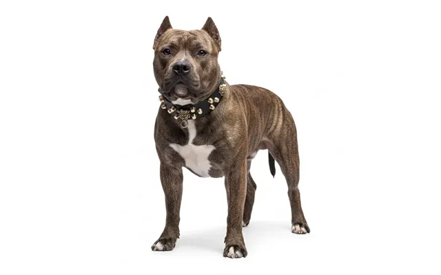 Guardian Kings Studded Collar For American Bully - S
