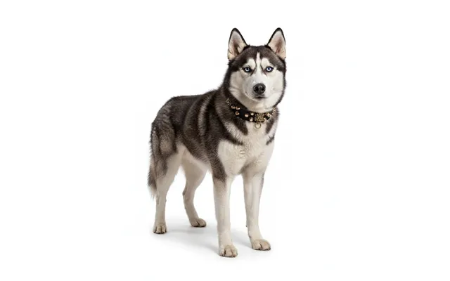 Guardian Kings Studded Collar For Husky - L