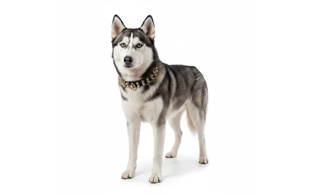 Legion Spiked Collar For Husky - S