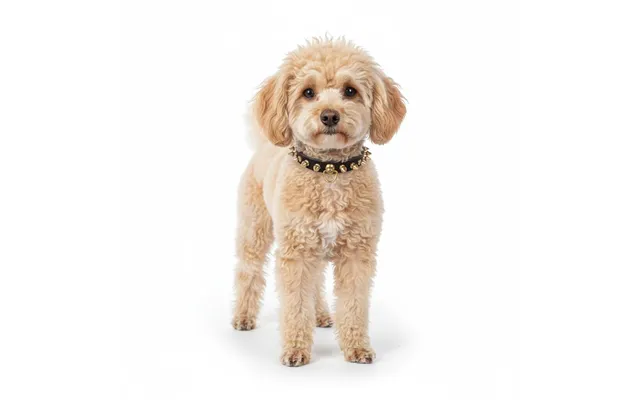 Ranger Leather Spiked Collar For Toy Poodle - M