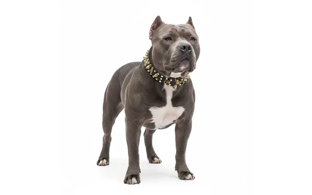 Rebel Skulls Studded Collar For American Bully - S