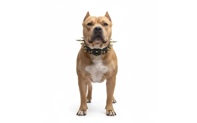Titan Spiked Collar - Brown ,