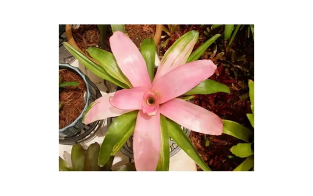 Neoregelia Cotton Candy Bromeliad One Tropical Plant ***sale*** product image